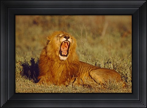 Framed Roaring Lion Tanzania Africa Print