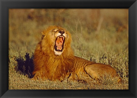 Framed Roaring Lion Tanzania Africa Print