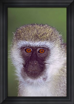Framed Vervet Monkey Tanzania Africa Print