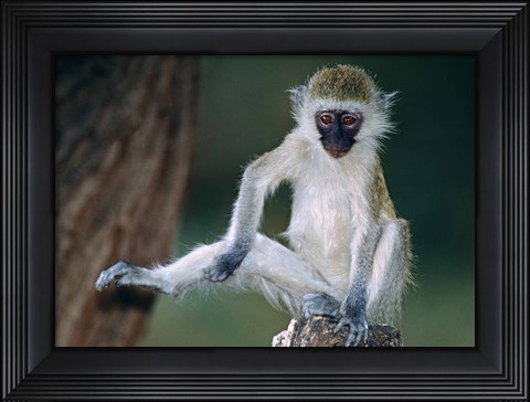 Framed Vervet Monkey Kenya Africa Print