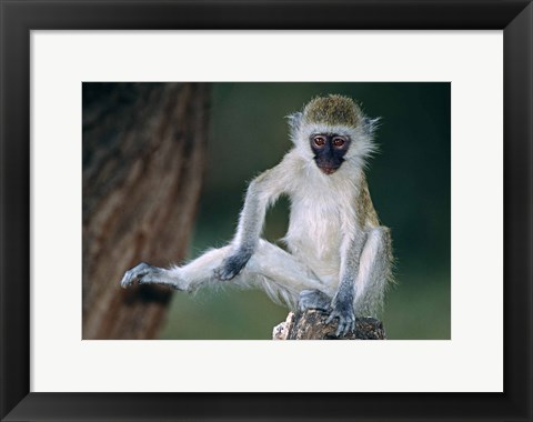 Framed Vervet Monkey Kenya Africa Print