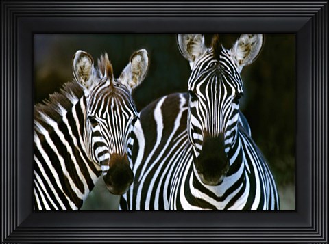 Framed Zebras Africa Print