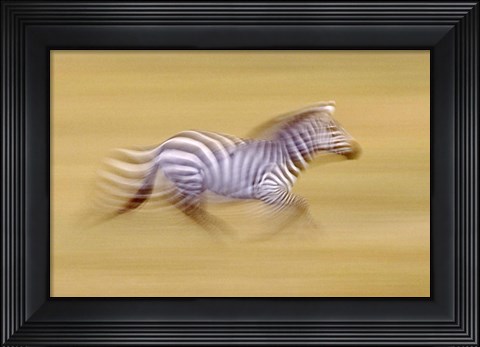 Framed Zebra in Motion Kenya Africa Print
