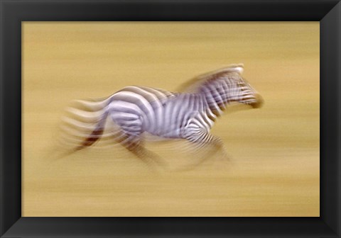 Framed Zebra in Motion Kenya Africa Print