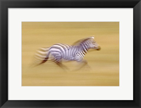 Framed Zebra in Motion Kenya Africa Print