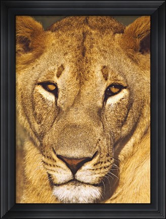 Framed Close-up of a lioness, Tanzania Print
