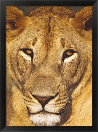 Framed Close-up of a lioness, Tanzania Print