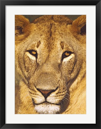 Framed Close-up of a lioness, Tanzania Print