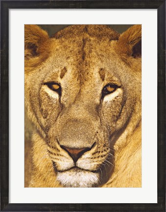 Framed Close-up of a lioness, Tanzania Print