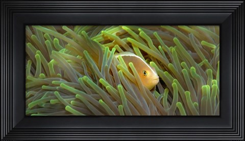 Framed Close-up of a Skunk Anemone fish and Indian Bulb Anemone Print