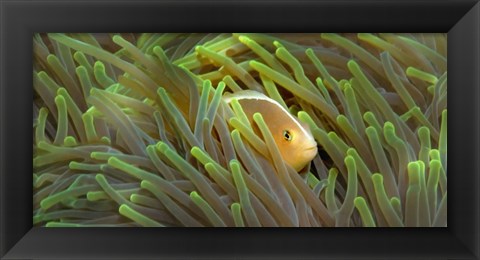 Framed Close-up of a Skunk Anemone fish and Indian Bulb Anemone Print