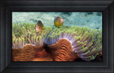 Framed Skunk Anemone and Indian Bulb Anemone Print
