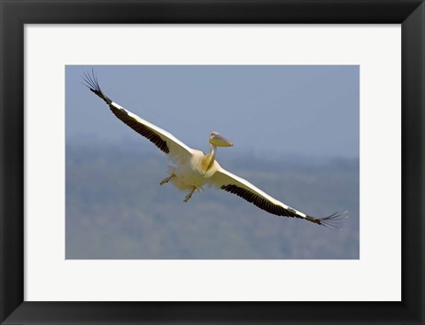 Framed African great white pelican Print