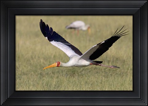 Framed Yellow-billed stork flying above a field Print