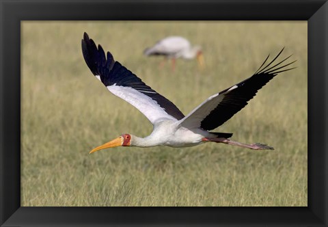 Framed Yellow-billed stork flying above a field Print