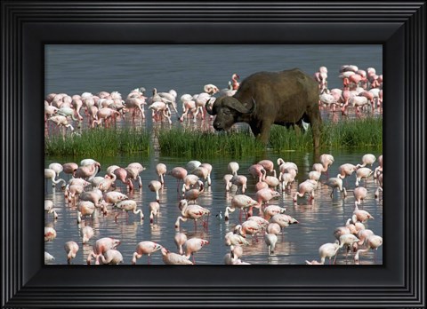 Framed Cape Buffalo and Lesser Flamingos Print