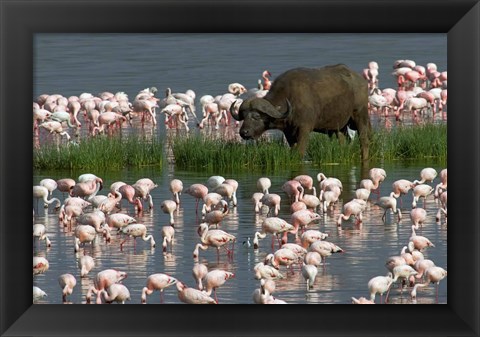 Framed Cape Buffalo and Lesser Flamingos Print