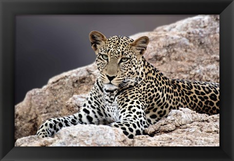 Framed Close-up of a leopard lying on a rock Print