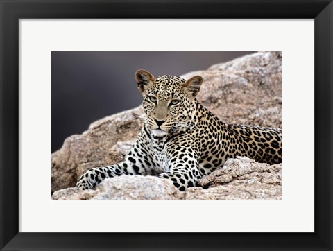 Framed Close-up of a leopard lying on a rock Print