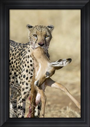 Framed Close-up of a cheetah carrying its kill Print