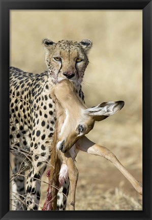 Framed Close-up of a cheetah carrying its kill Print