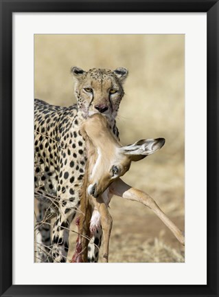 Framed Close-up of a cheetah carrying its kill Print