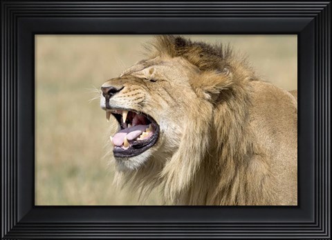 Framed Close-up of a male lion roaring Print
