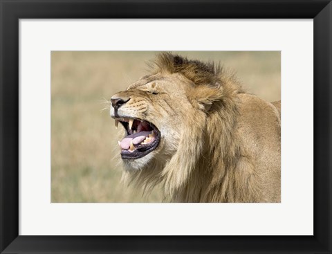 Framed Close-up of a male lion roaring Print