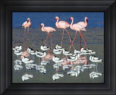Framed Avocets and flamingos standing in water, Ngorongoro Crater, Ngorongoro Conservation Area, Tanzania Print