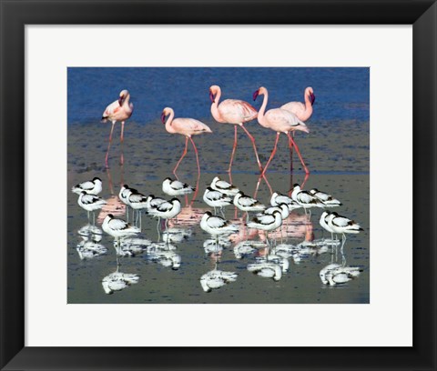 Framed Avocets and flamingos standing in water, Ngorongoro Crater, Ngorongoro Conservation Area, Tanzania Print
