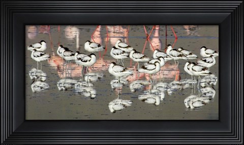 Framed Reflection of avocets and flamingos in water, Ngorongoro Crater, Ngorongoro Conservation Area, Tanzania Print