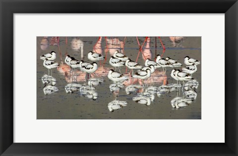 Framed Reflection of avocets and flamingos in water, Ngorongoro Crater, Ngorongoro Conservation Area, Tanzania Print