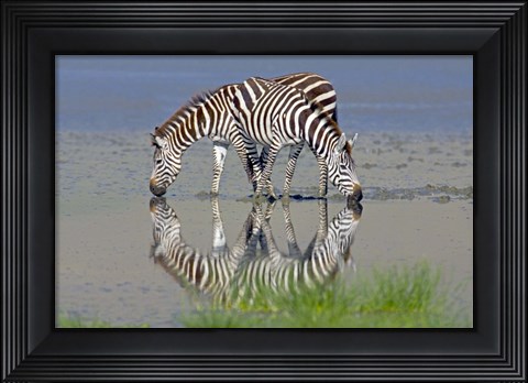 Framed Two zebras drinking water from a lake, Ngorongoro Conservation Area, Arusha Region, Tanzania (Equus burchelli chapmani) Print