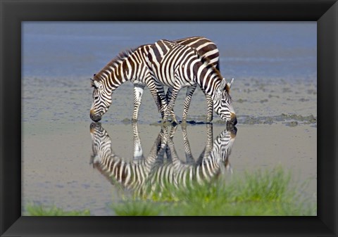 Framed Two zebras drinking water from a lake, Ngorongoro Conservation Area, Arusha Region, Tanzania (Equus burchelli chapmani) Print