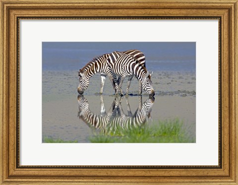 Framed Two zebras drinking water from a lake, Ngorongoro Conservation Area, Arusha Region, Tanzania (Equus burchelli chapmani) Print