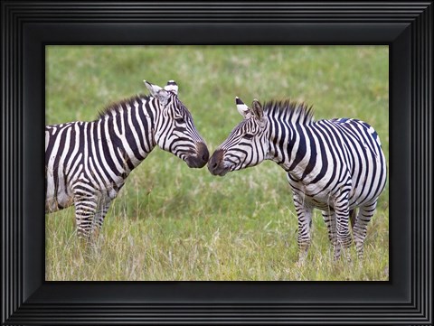 Framed Side profile of two zebras touching their snouts, Ngorongoro Crater, Ngorongoro Conservation Area, Tanzania Print