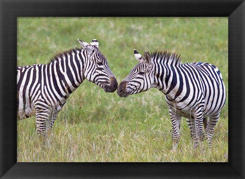 Framed Side profile of two zebras touching their snouts, Ngorongoro Crater, Ngorongoro Conservation Area, Tanzania Print