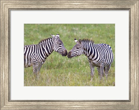 Framed Side profile of two zebras touching their snouts, Ngorongoro Crater, Ngorongoro Conservation Area, Tanzania Print