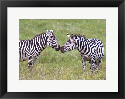 Framed Side profile of two zebras touching their snouts, Ngorongoro Crater, Ngorongoro Conservation Area, Tanzania Print
