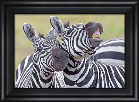 Framed Close-up of two zebras, Ngorongoro Crater, Ngorongoro Conservation Area, Tanzania Print