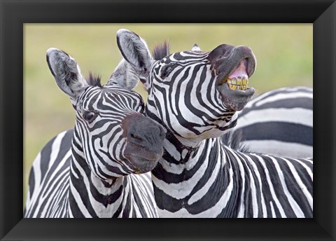 Framed Close-up of two zebras, Ngorongoro Crater, Ngorongoro Conservation Area, Tanzania Print