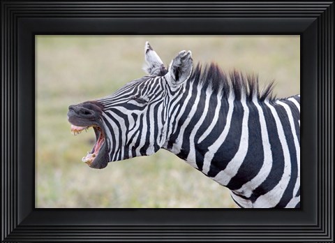 Framed Close-up of a zebra braying, Ngorongoro Crater, Ngorongoro Conservation Area Tanzania Print