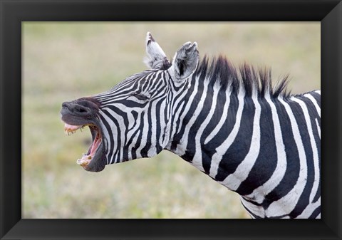 Framed Close-up of a zebra braying, Ngorongoro Crater, Ngorongoro Conservation Area Tanzania Print