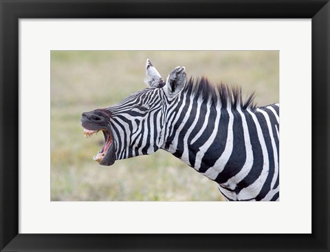 Framed Close-up of a zebra braying, Ngorongoro Crater, Ngorongoro Conservation Area Tanzania Print
