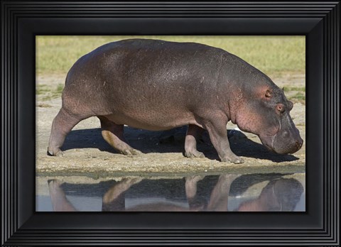Framed Side profile of a hippopotamus walking, Ngorongoro Crater, Ngorongoro Conservation Area, Tanzania (Hippopotamus amphibius) Print