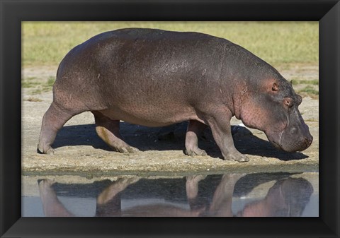 Framed Side profile of a hippopotamus walking, Ngorongoro Crater, Ngorongoro Conservation Area, Tanzania (Hippopotamus amphibius) Print