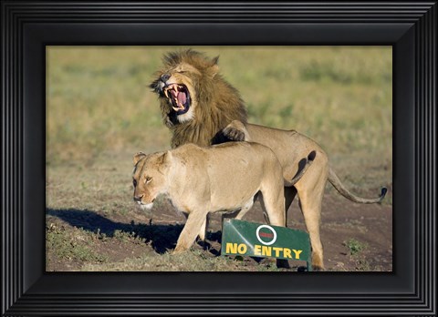 Framed Lion and a lioness mating, Ngorongoro Crater, Ngorongoro Conservation Area, Tanzania (Panthera leo) Print