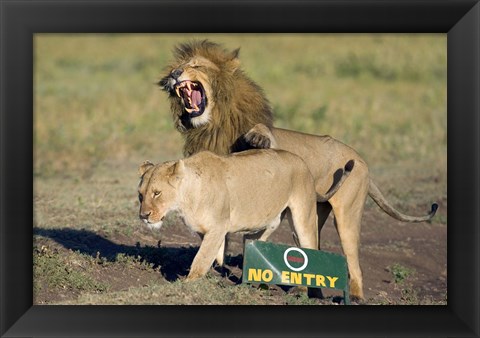 Framed Lion and a lioness mating, Ngorongoro Crater, Ngorongoro Conservation Area, Tanzania (Panthera leo) Print