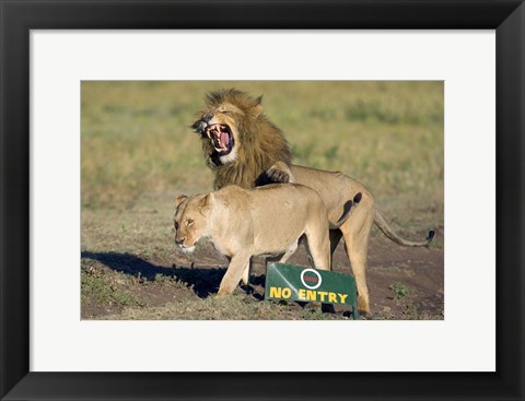 Framed Lion and a lioness mating, Ngorongoro Crater, Ngorongoro Conservation Area, Tanzania (Panthera leo) Print