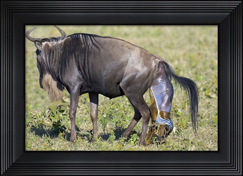 Framed Side profile of a wildebeest giving birth to its calf, Ngorongoro Crater, Ngorongoro Conservation Area, Tanzania Print
